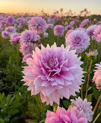Purple Dahlia